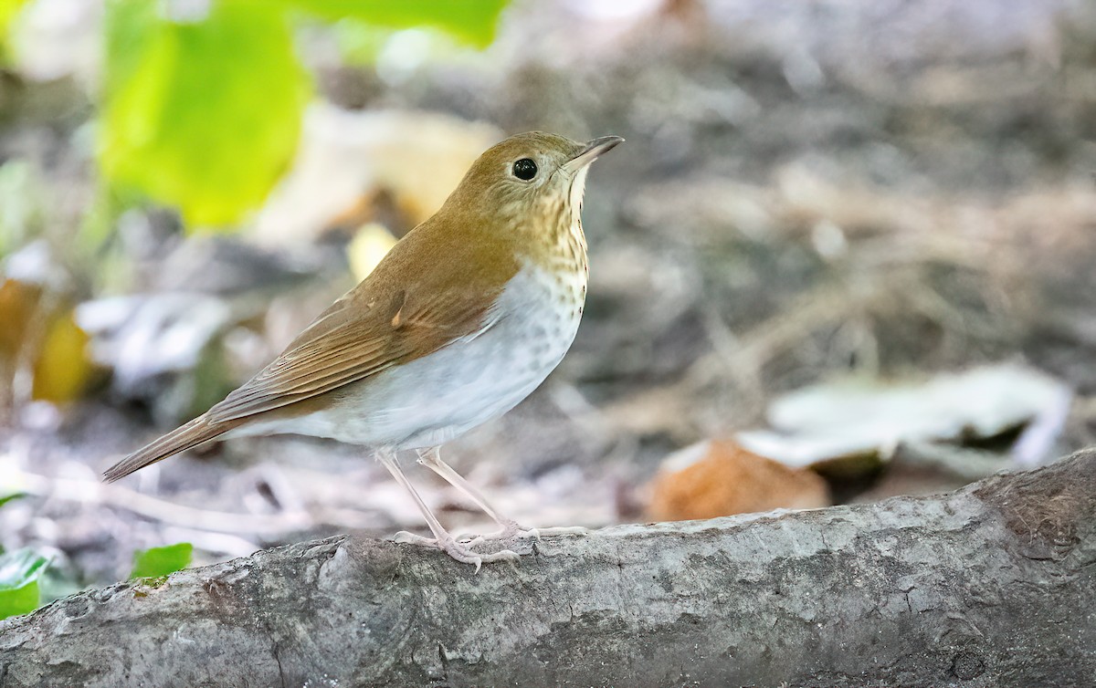 Veery - ML624104697