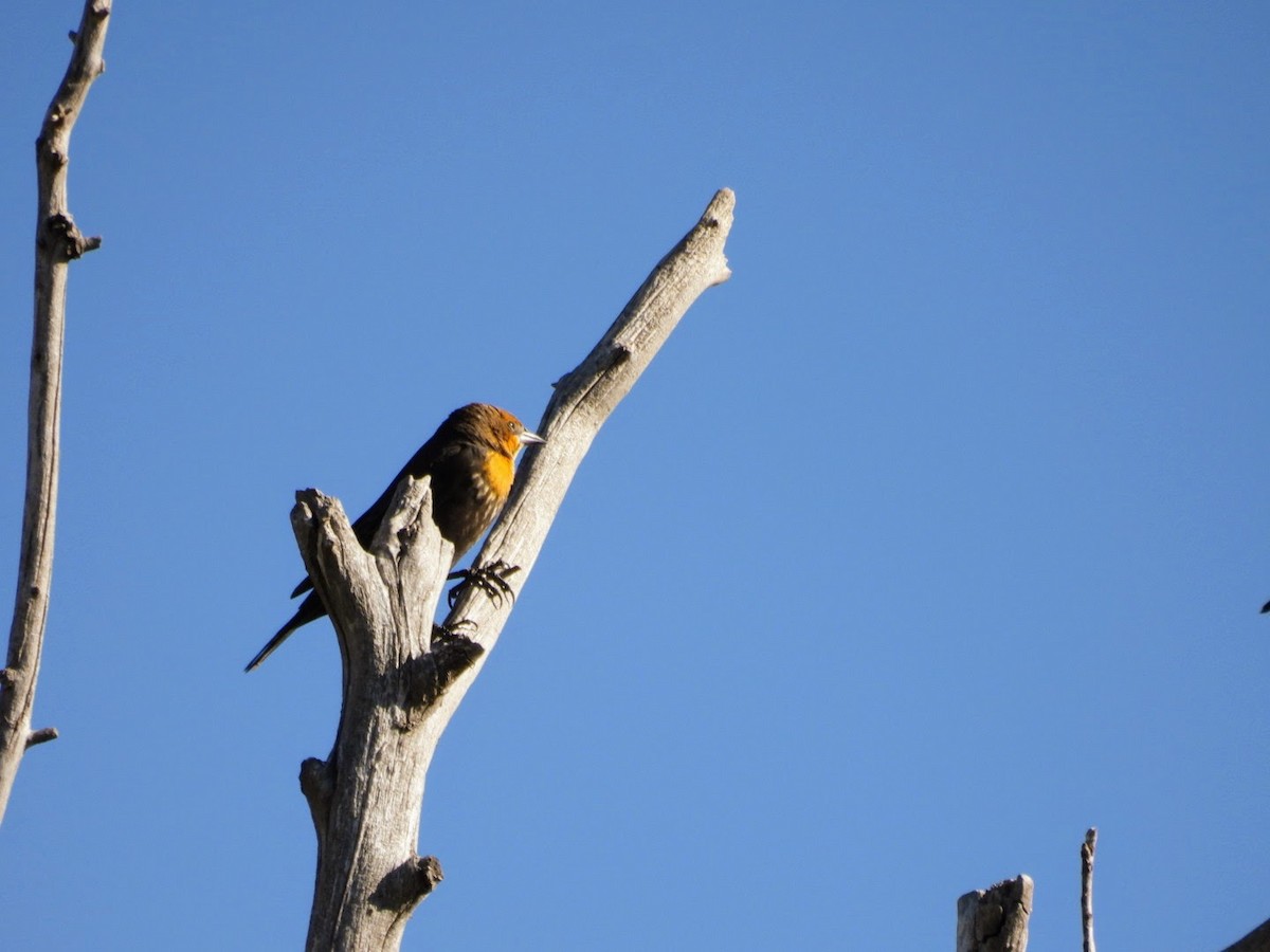 Yellow-headed Blackbird - patricia kuzma sell