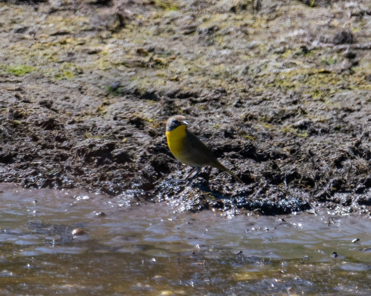 Common Yellowthroat - ML624104741