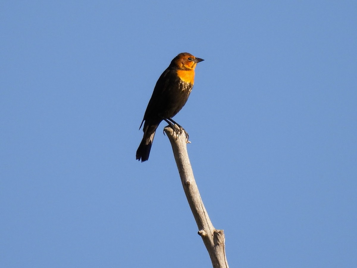 Tordo Cabeciamarillo - ML624104744