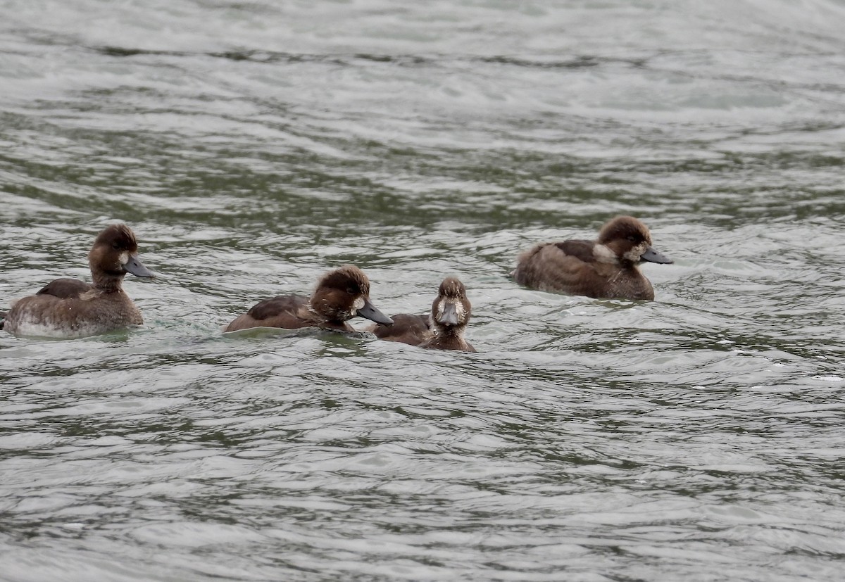 Lesser Scaup - ML624104745