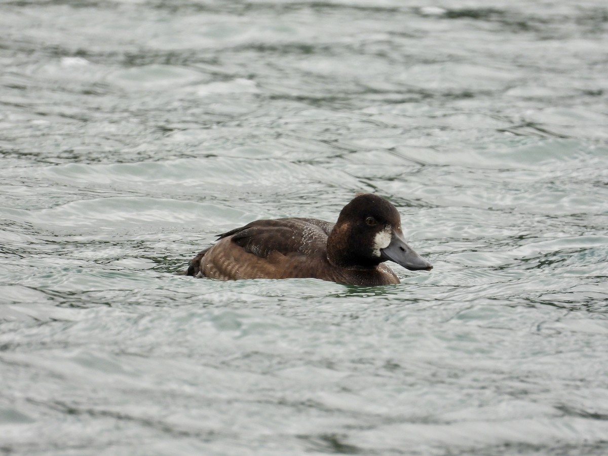 Lesser Scaup - ML624104746