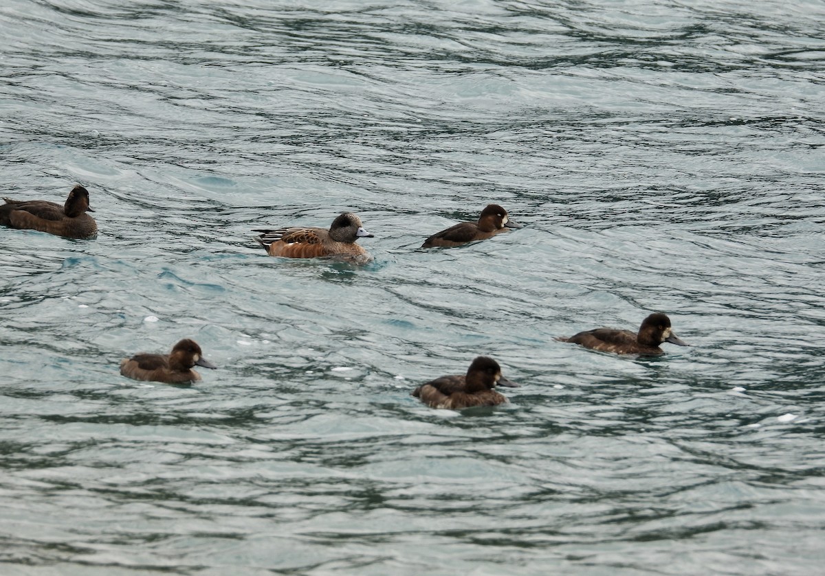 Lesser Scaup - ML624104747