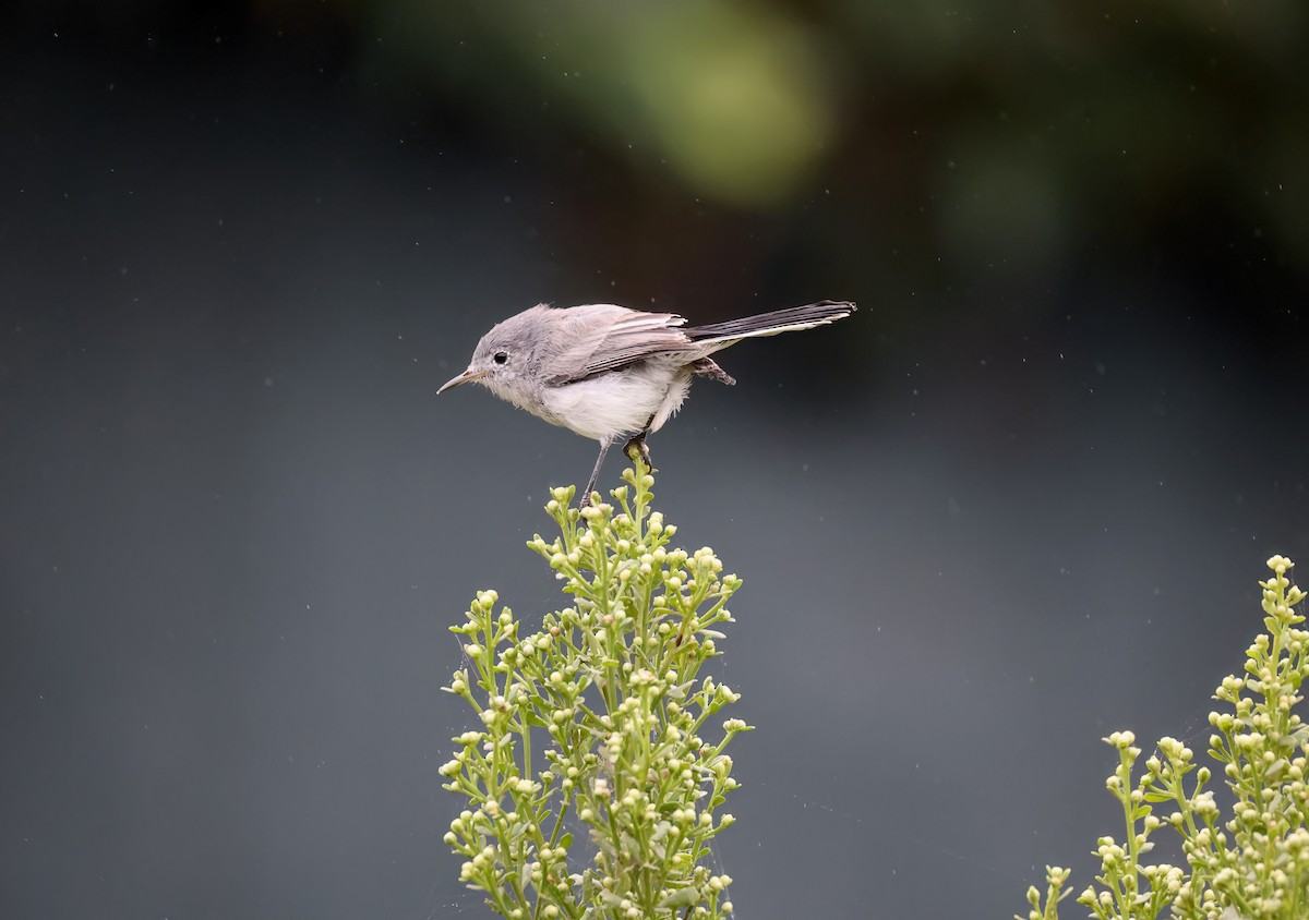 Blue-gray Gnatcatcher - ML624104748