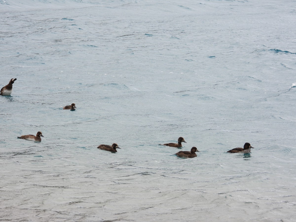 Lesser Scaup - ML624104749