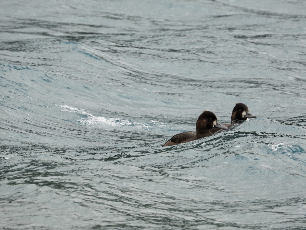 Lesser Scaup - ML624104750