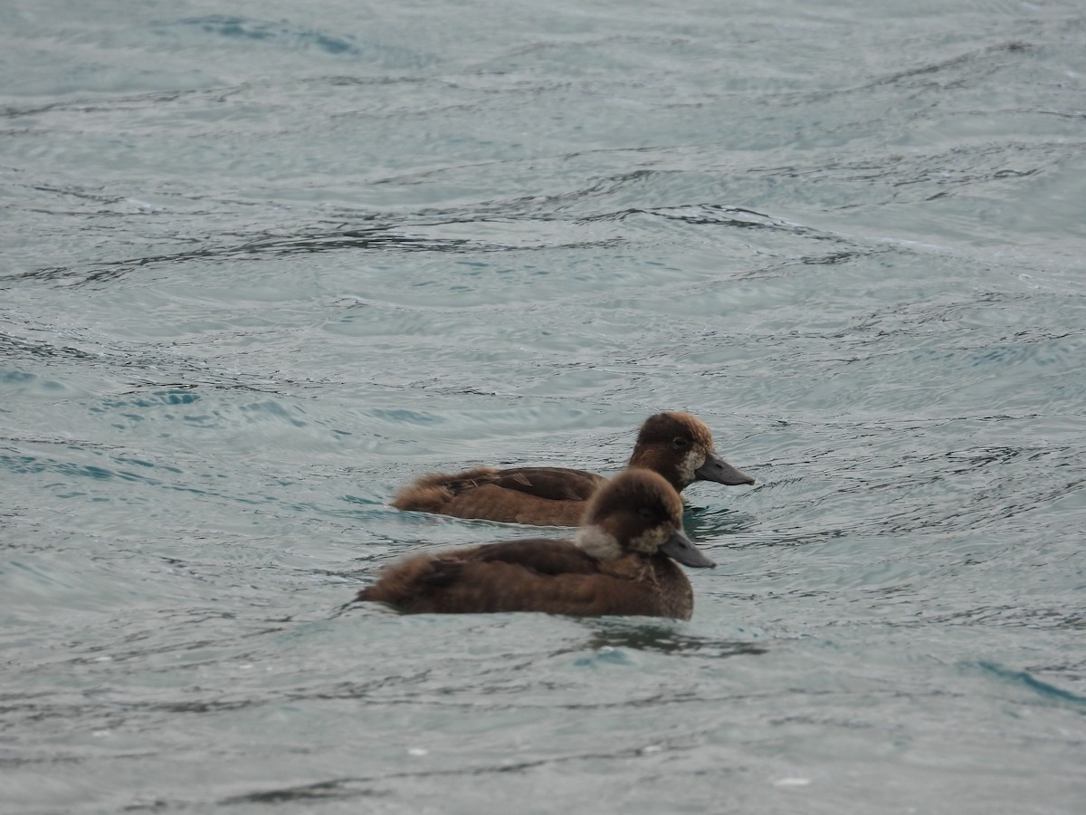 Lesser Scaup - ML624104751