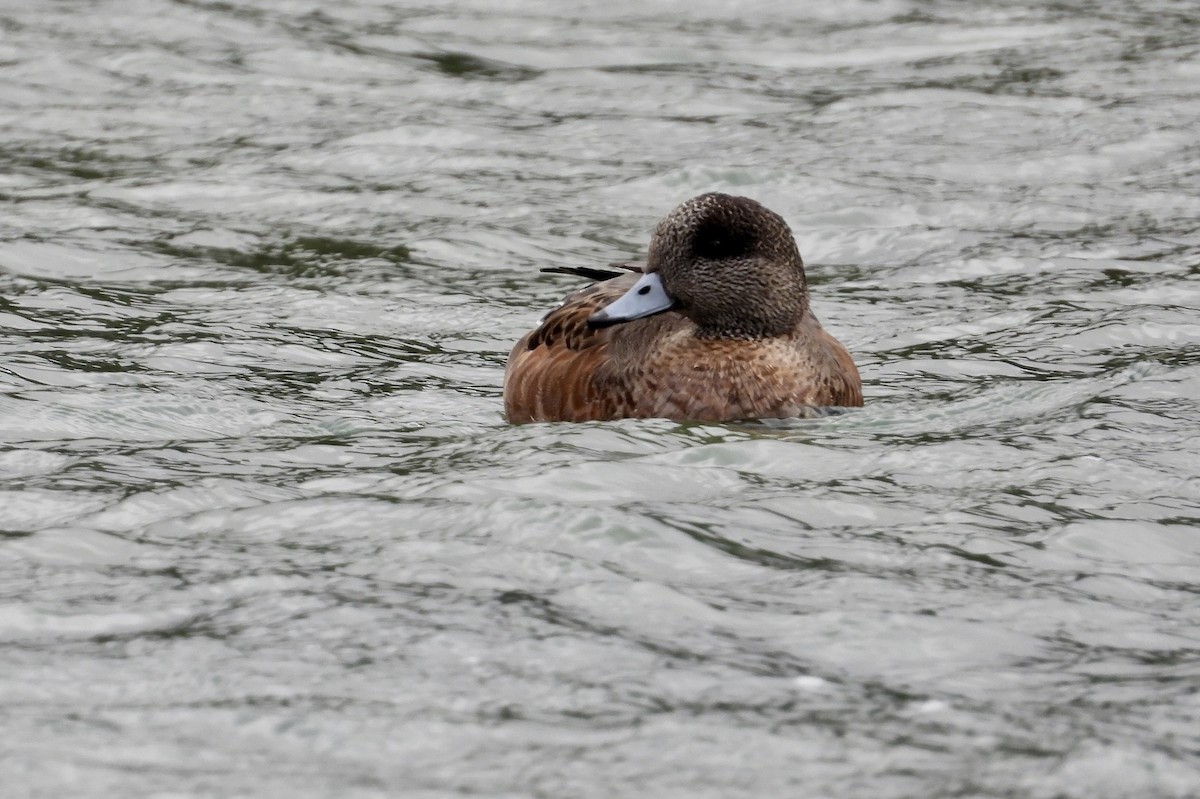 American Wigeon - ML624104754