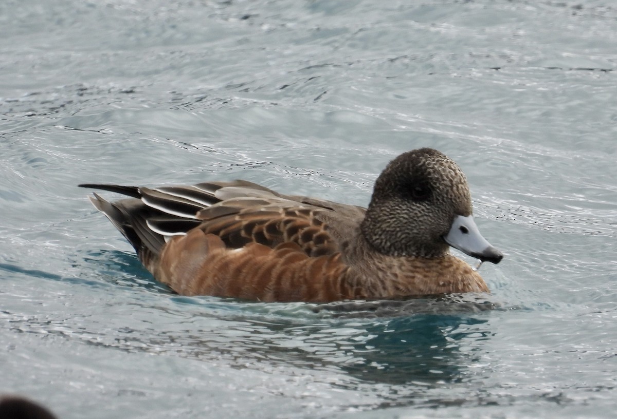 American Wigeon - ML624104755