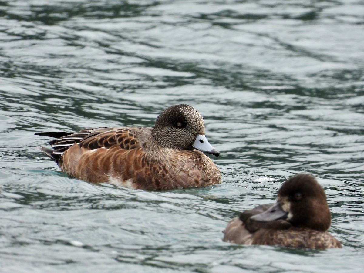 American Wigeon - ML624104756