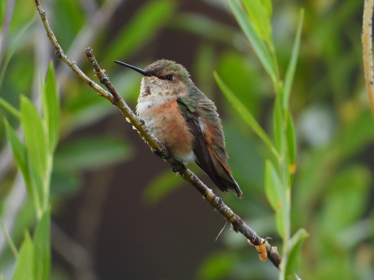 Colibrí Rufo - ML624104773