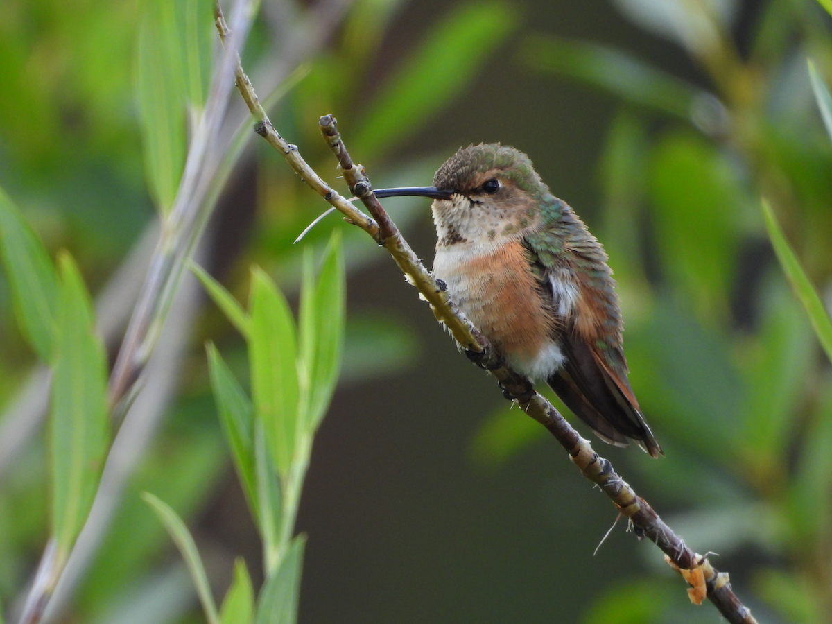 Colibrí Rufo - ML624104785