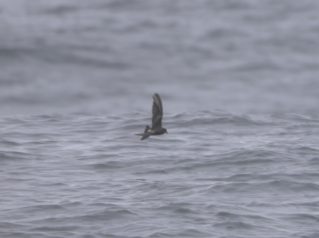 Leach's Storm-Petrel - ML624104788