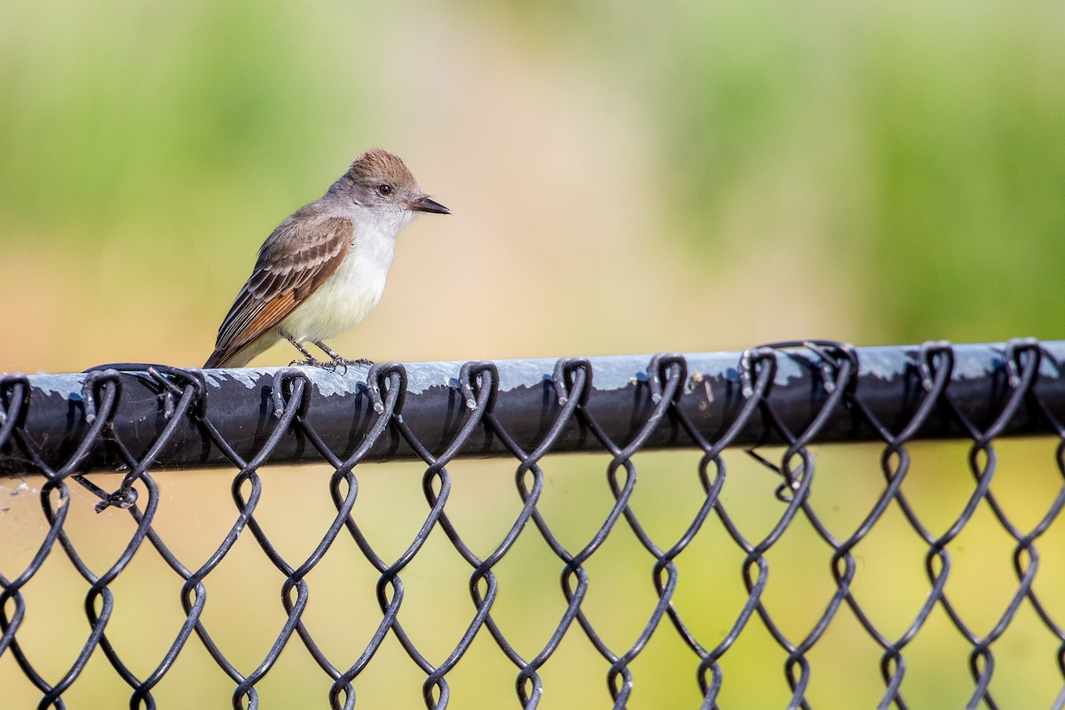 Ash-throated Flycatcher - ML624104791