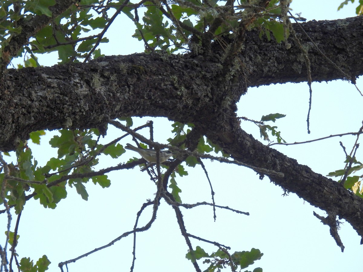 Black-throated Gray Warbler - ML624104812