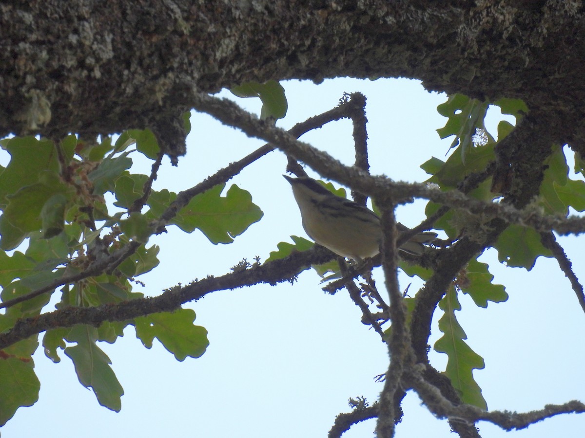 Black-throated Gray Warbler - ML624104813