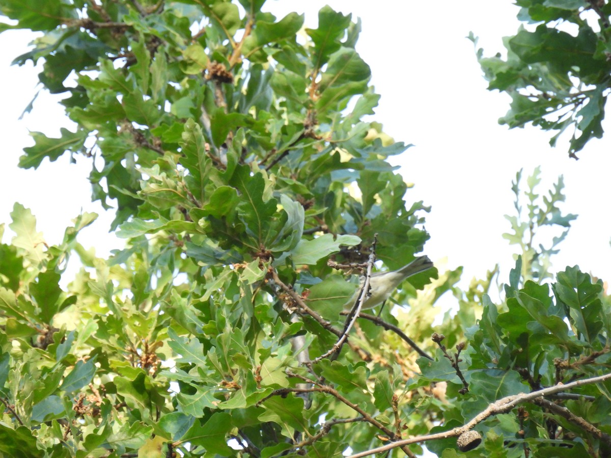 Black-throated Gray Warbler - ML624104814