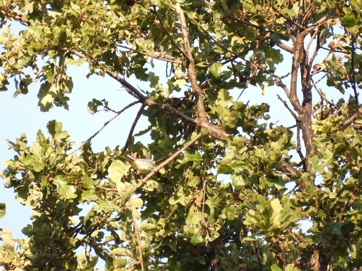 Black-throated Gray Warbler - ML624104817