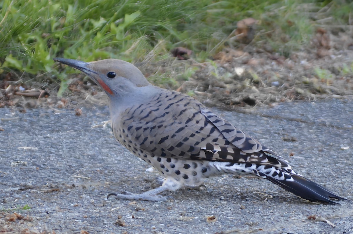 Northern Flicker - ML624104838