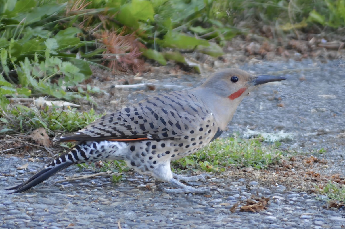 Northern Flicker - ML624104840