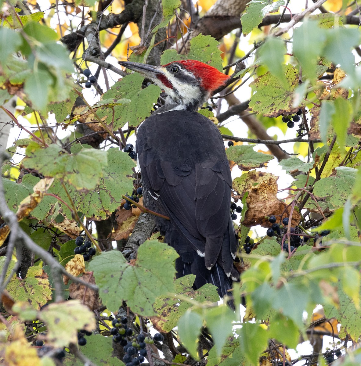 Pileated Woodpecker - ML624104855