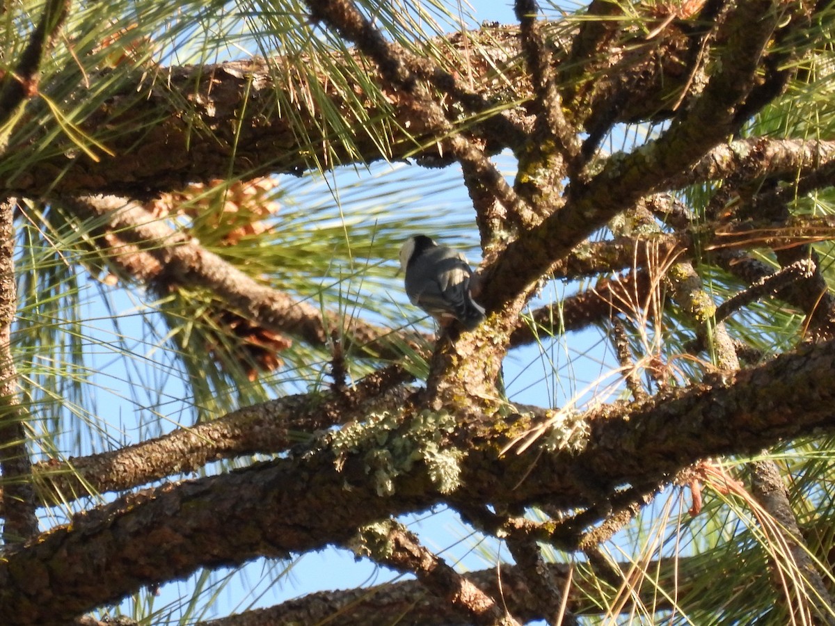 White-breasted Nuthatch - ML624104883