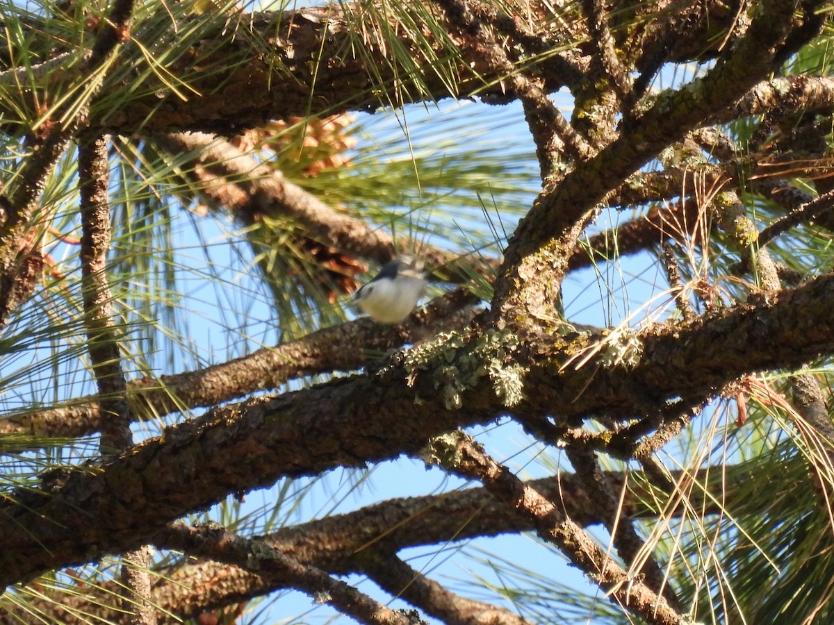 White-breasted Nuthatch - ML624104884