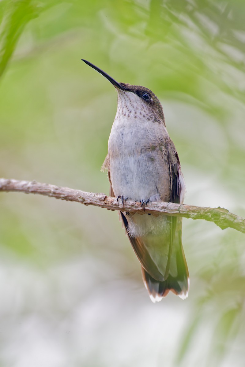 Ruby-throated Hummingbird - Harlan Stewart