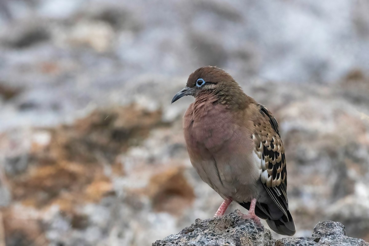 Galapagos Kumrusu - ML624104915