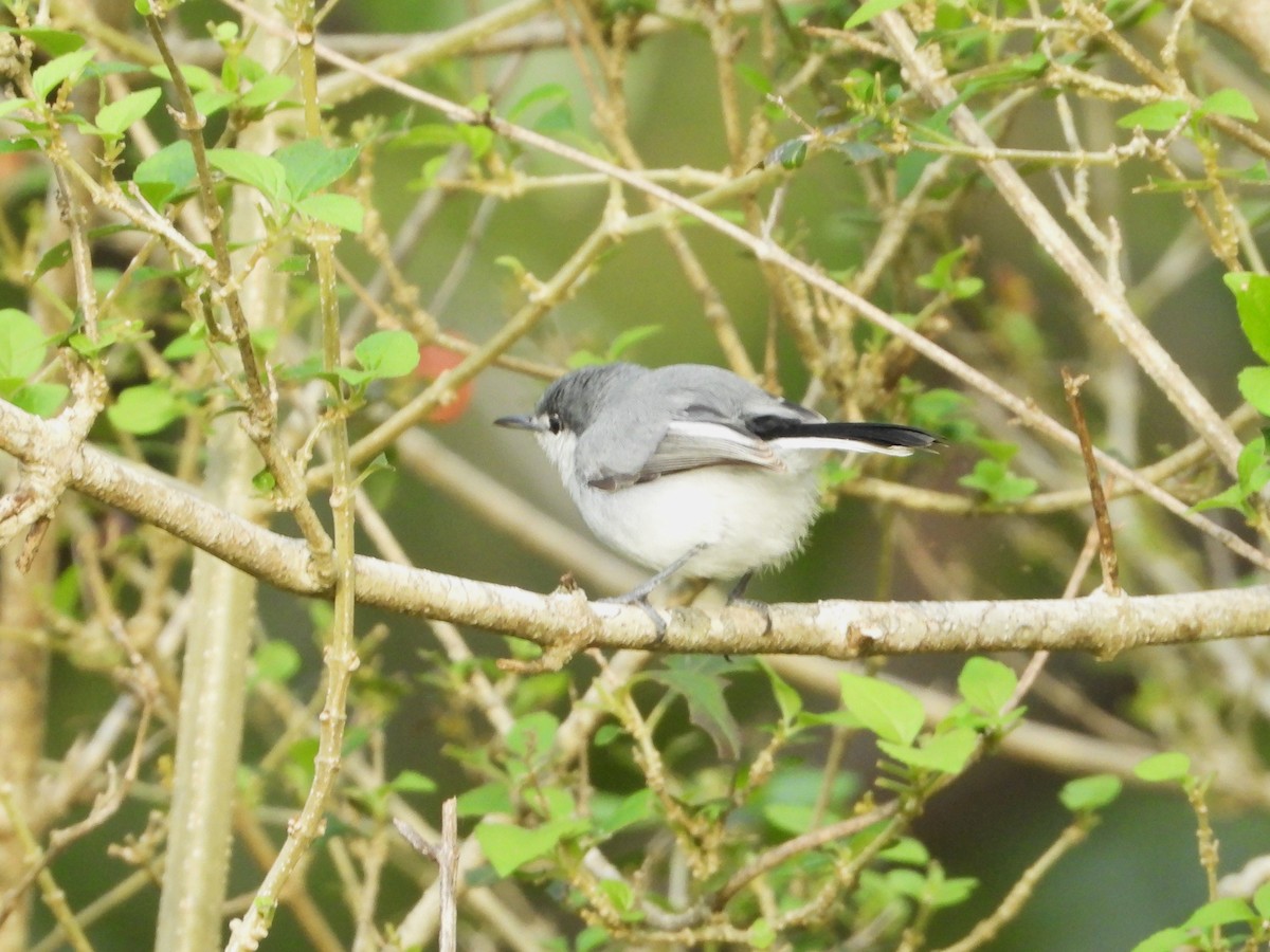 White-lored Gnatcatcher - ML624104916