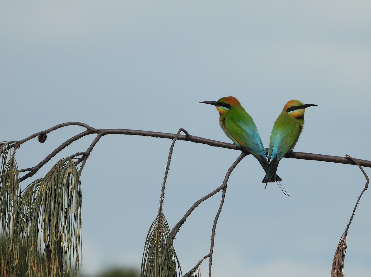 Rainbow Bee-eater - ML624104930