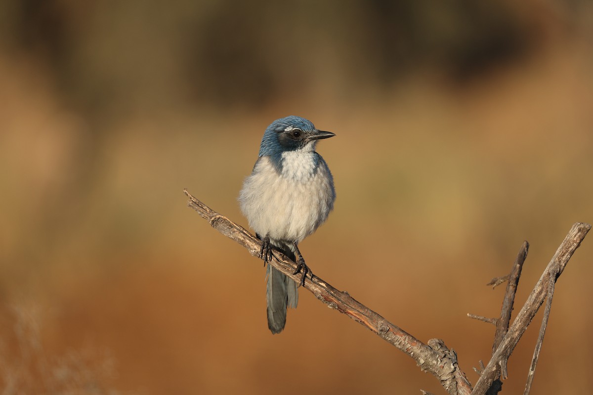 California Scrub-Jay - ML624104935