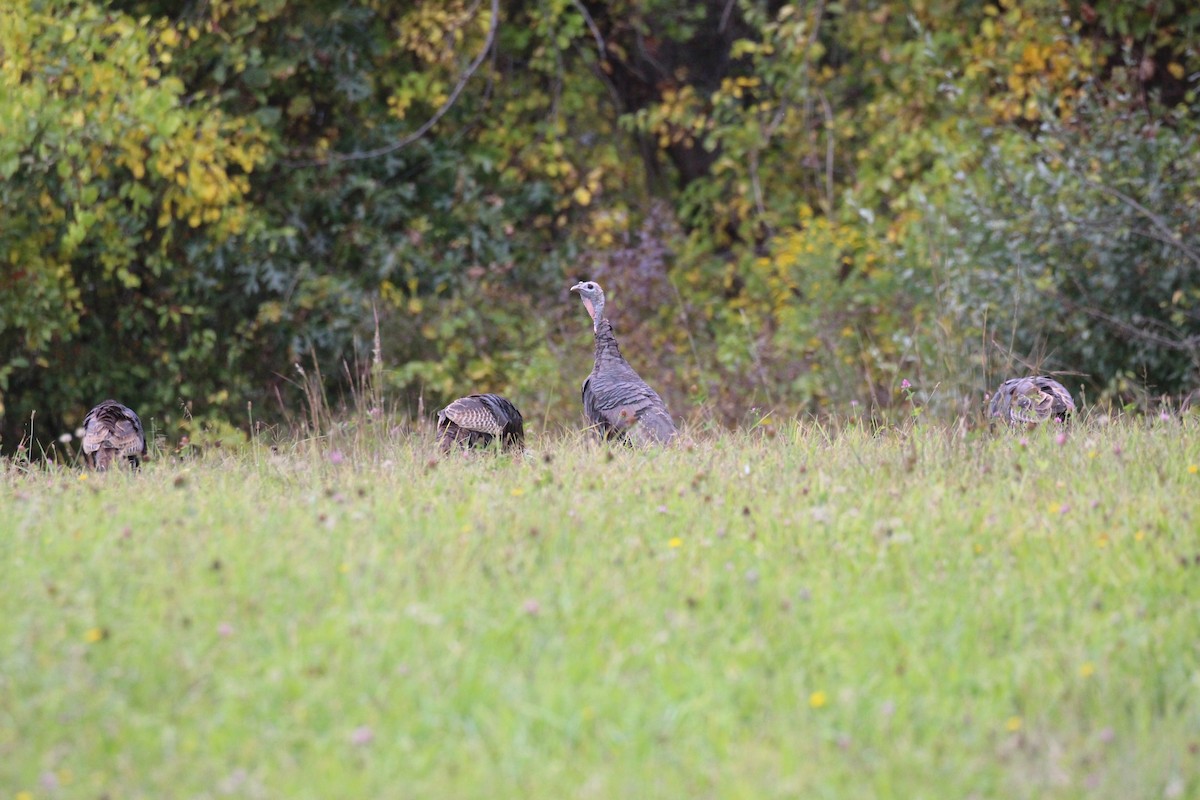 Wild Turkey - ML624104939