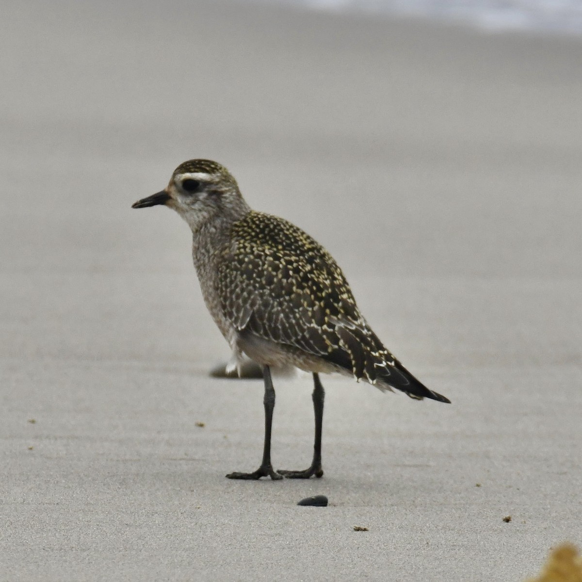 American Golden-Plover - ML624104983