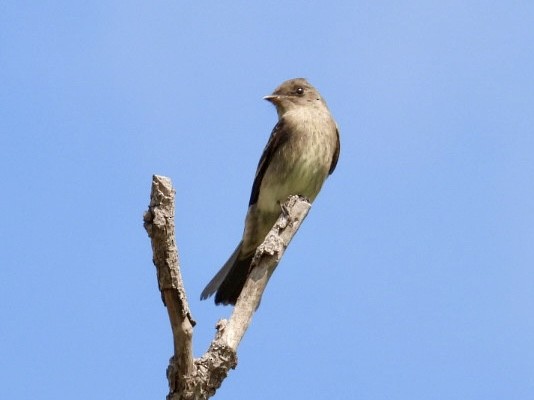 Western Wood-Pewee - ML624104995