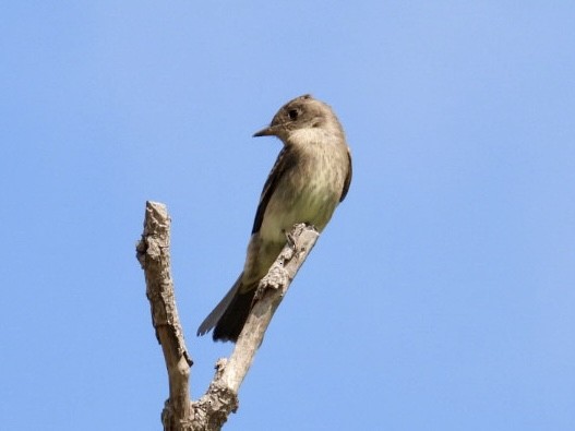 Western Wood-Pewee - ML624104996