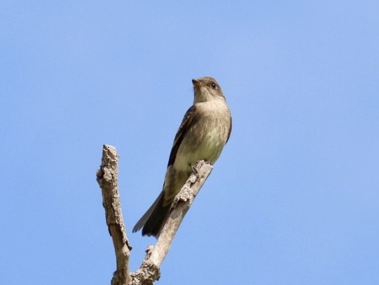 Western Wood-Pewee - ML624104997