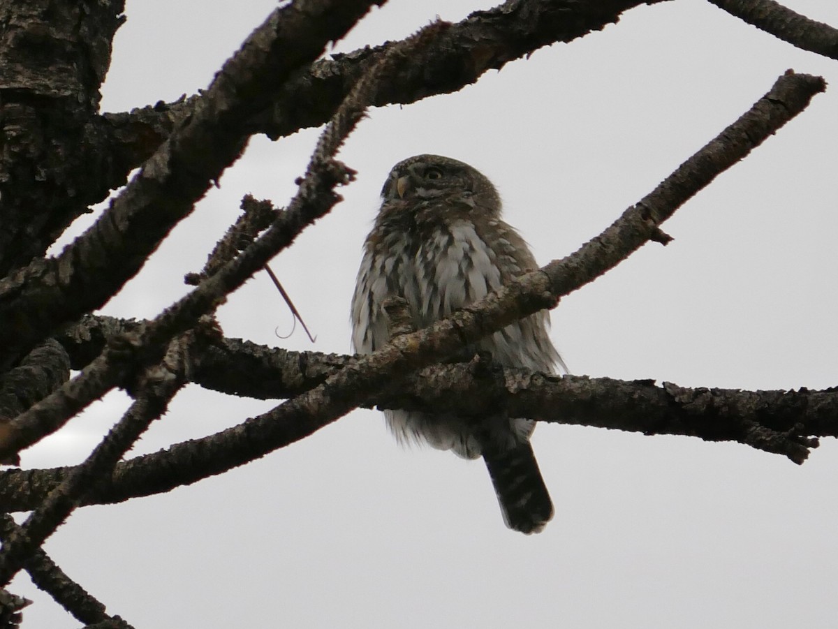 Northern Pygmy-Owl - ML624105015