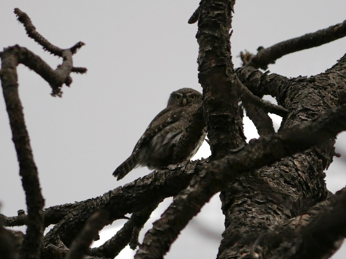 Northern Pygmy-Owl - ML624105016