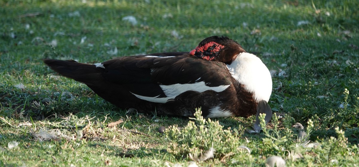 Muscovy Duck (Domestic type) - ML624105021