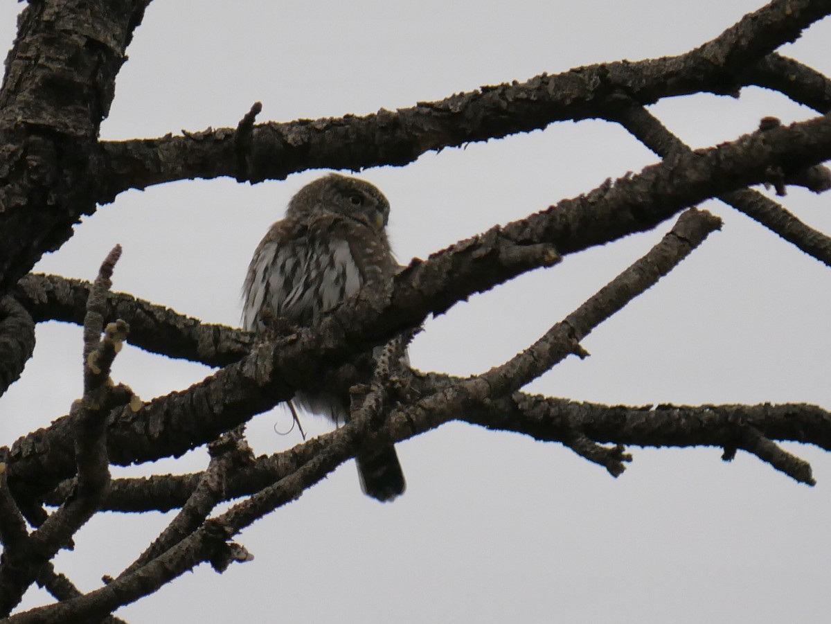 Northern Pygmy-Owl - ML624105024