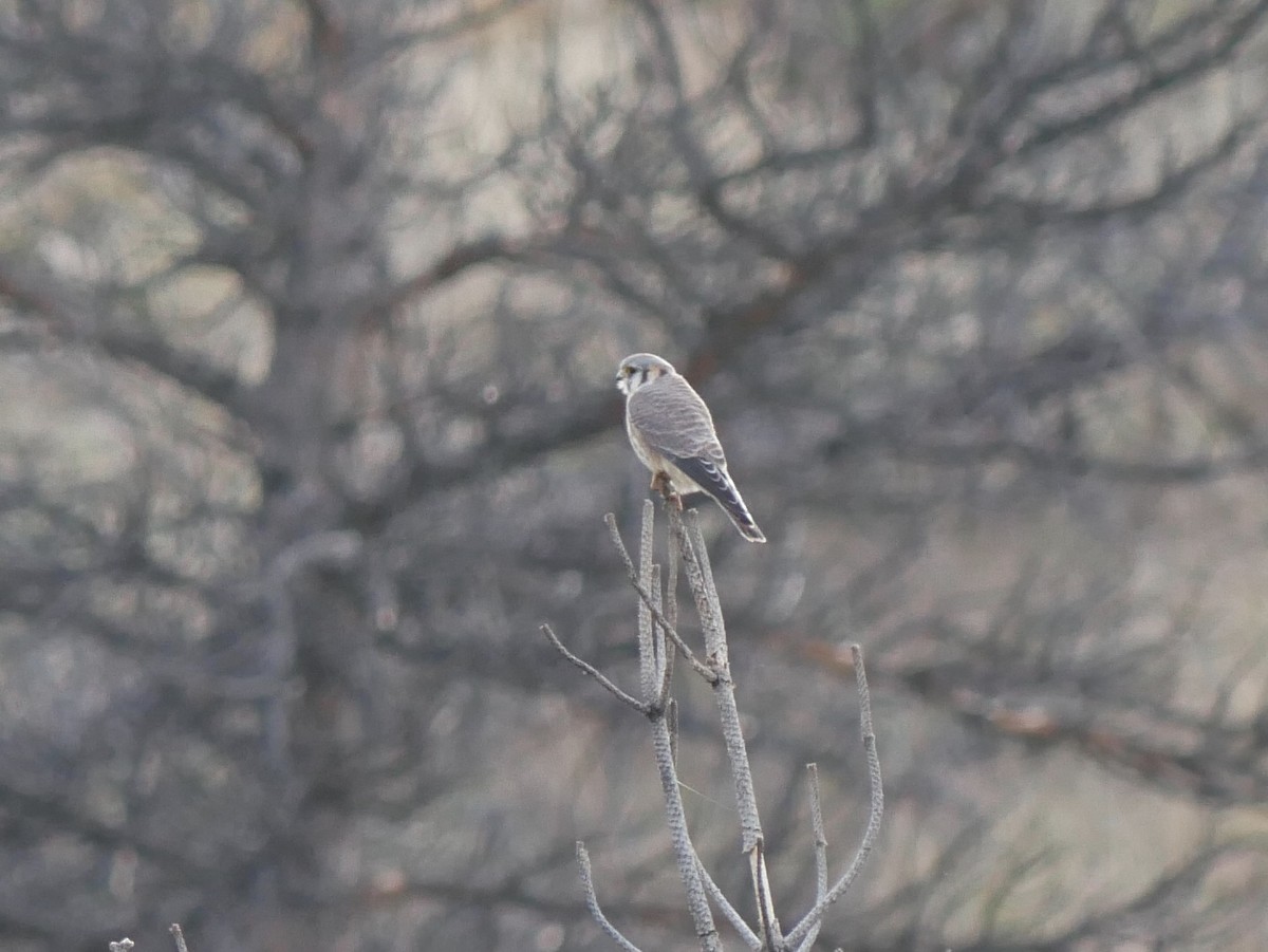 American Kestrel - ML624105032