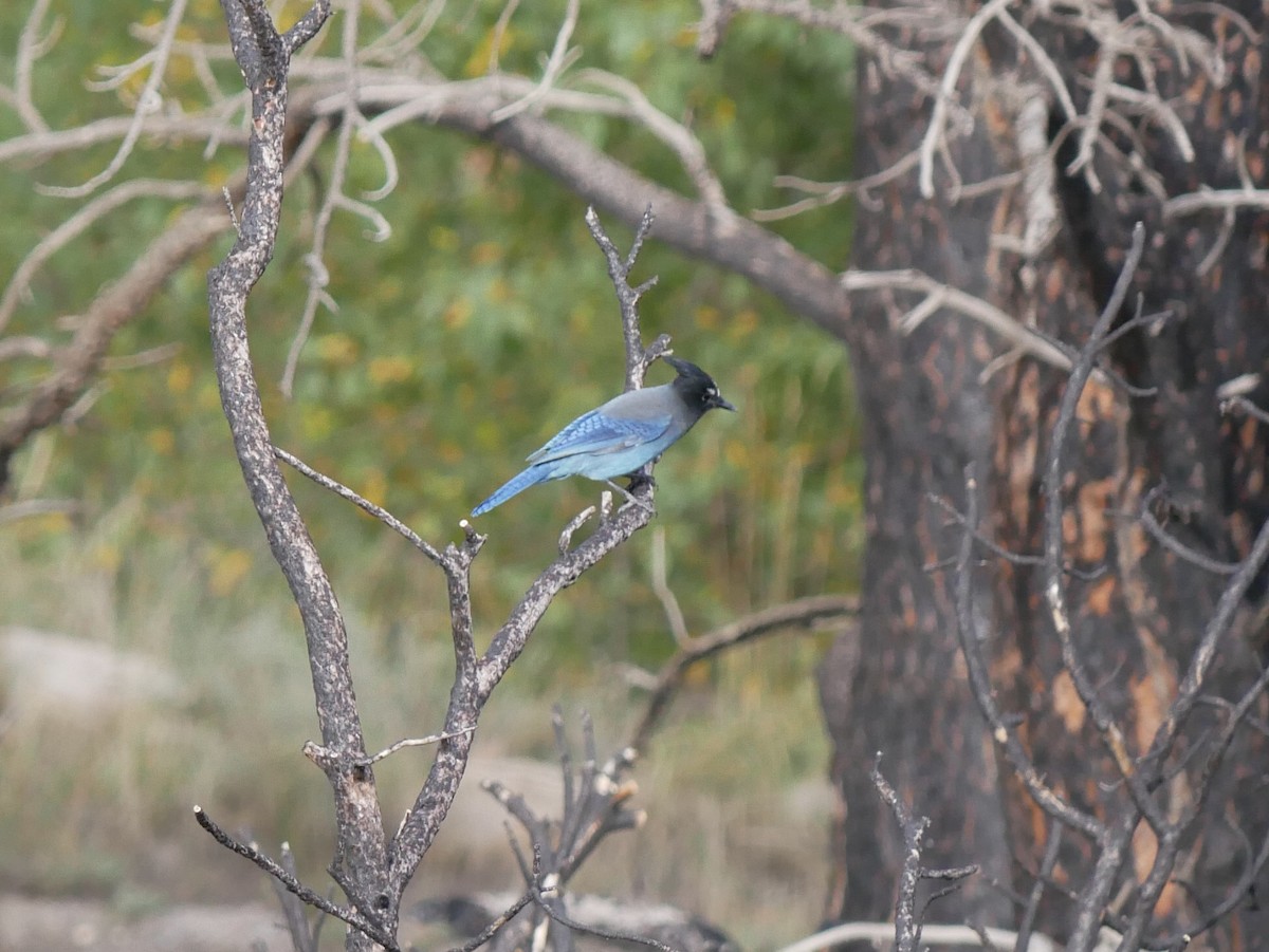 Steller's Jay - ML624105038