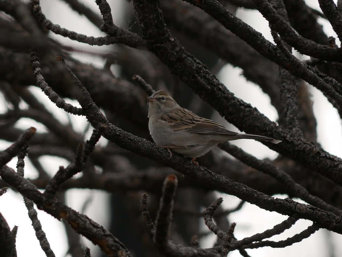 Chipping Sparrow - ML624105046