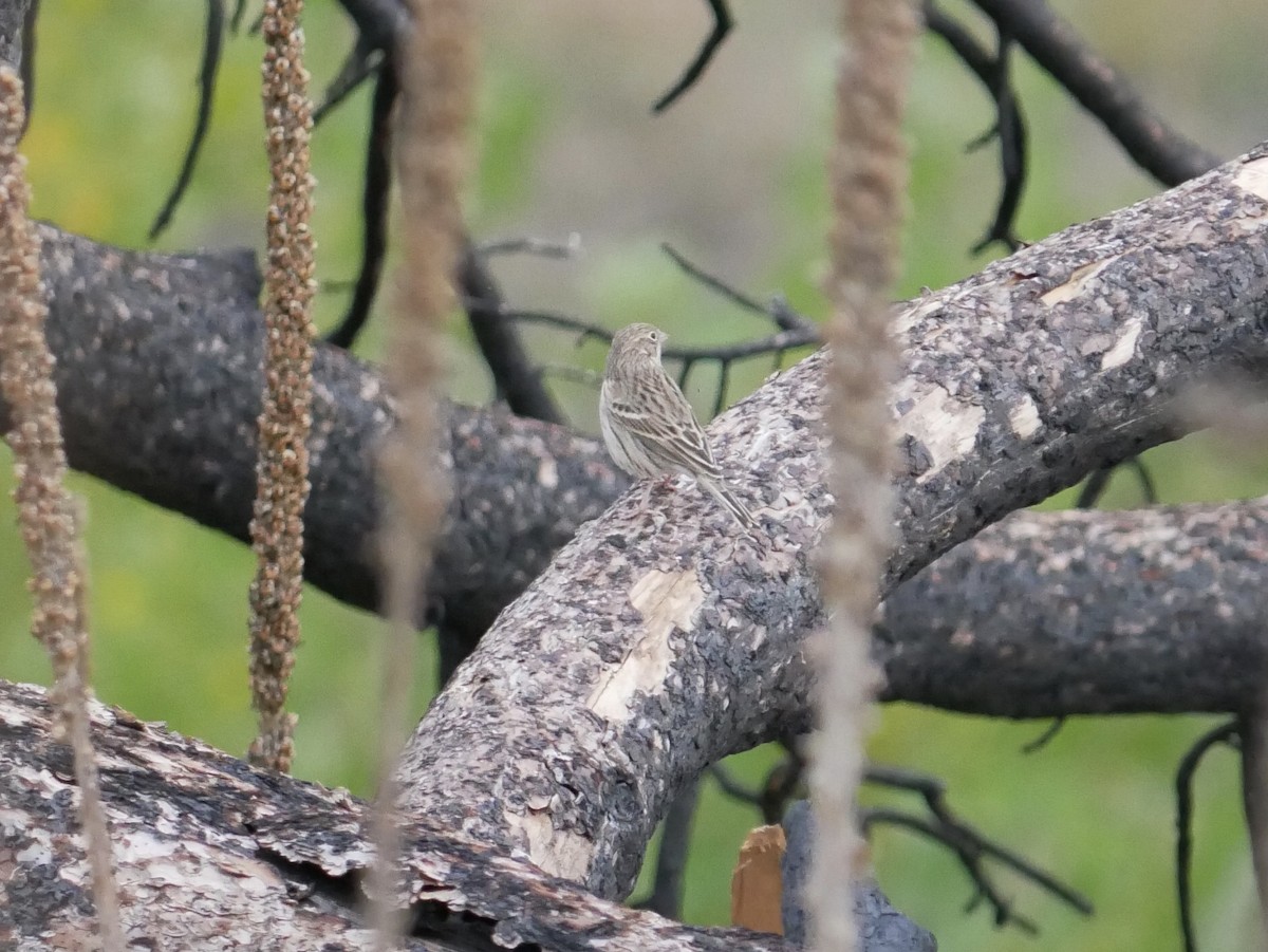 Vesper Sparrow - ML624105052