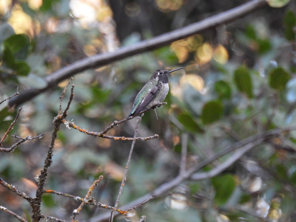 Anna's Hummingbird - ML624105057