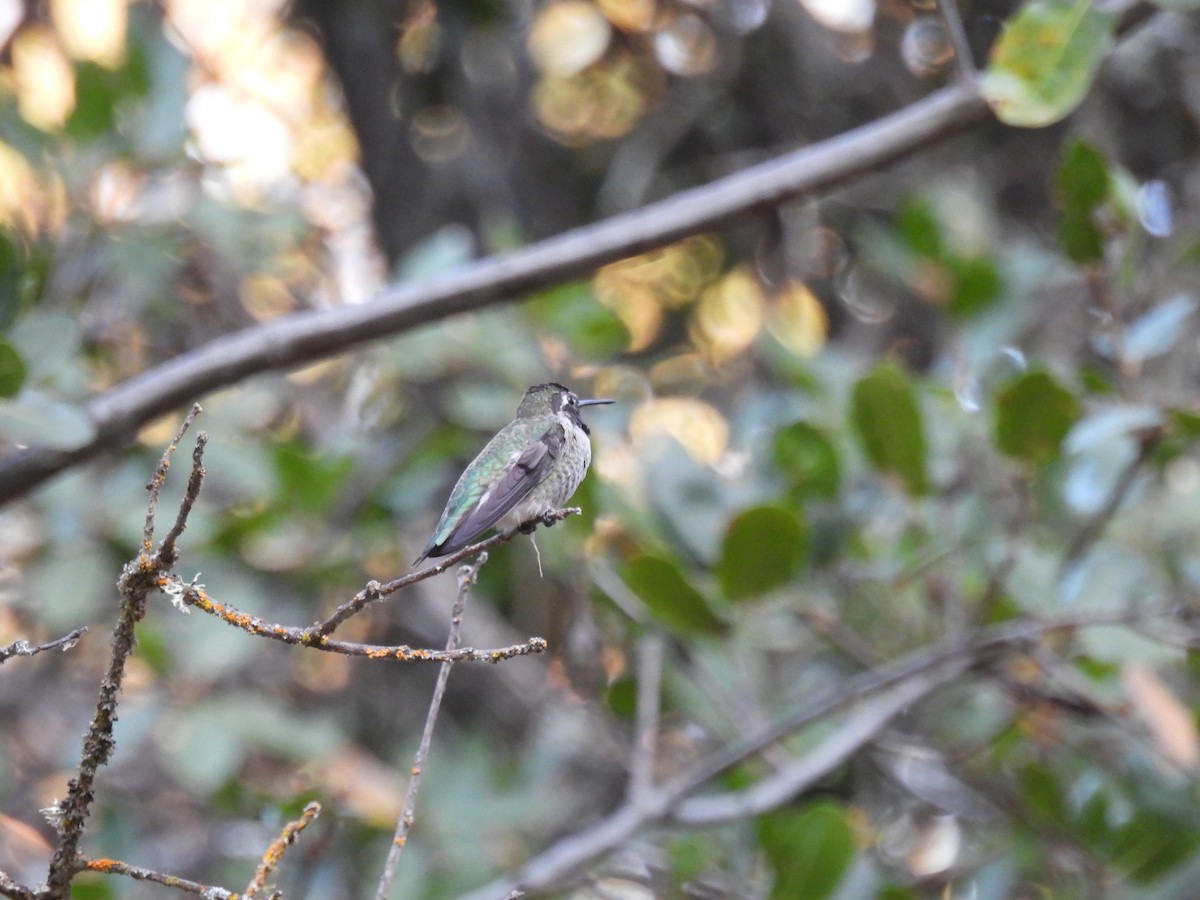 Anna's Hummingbird - ML624105058