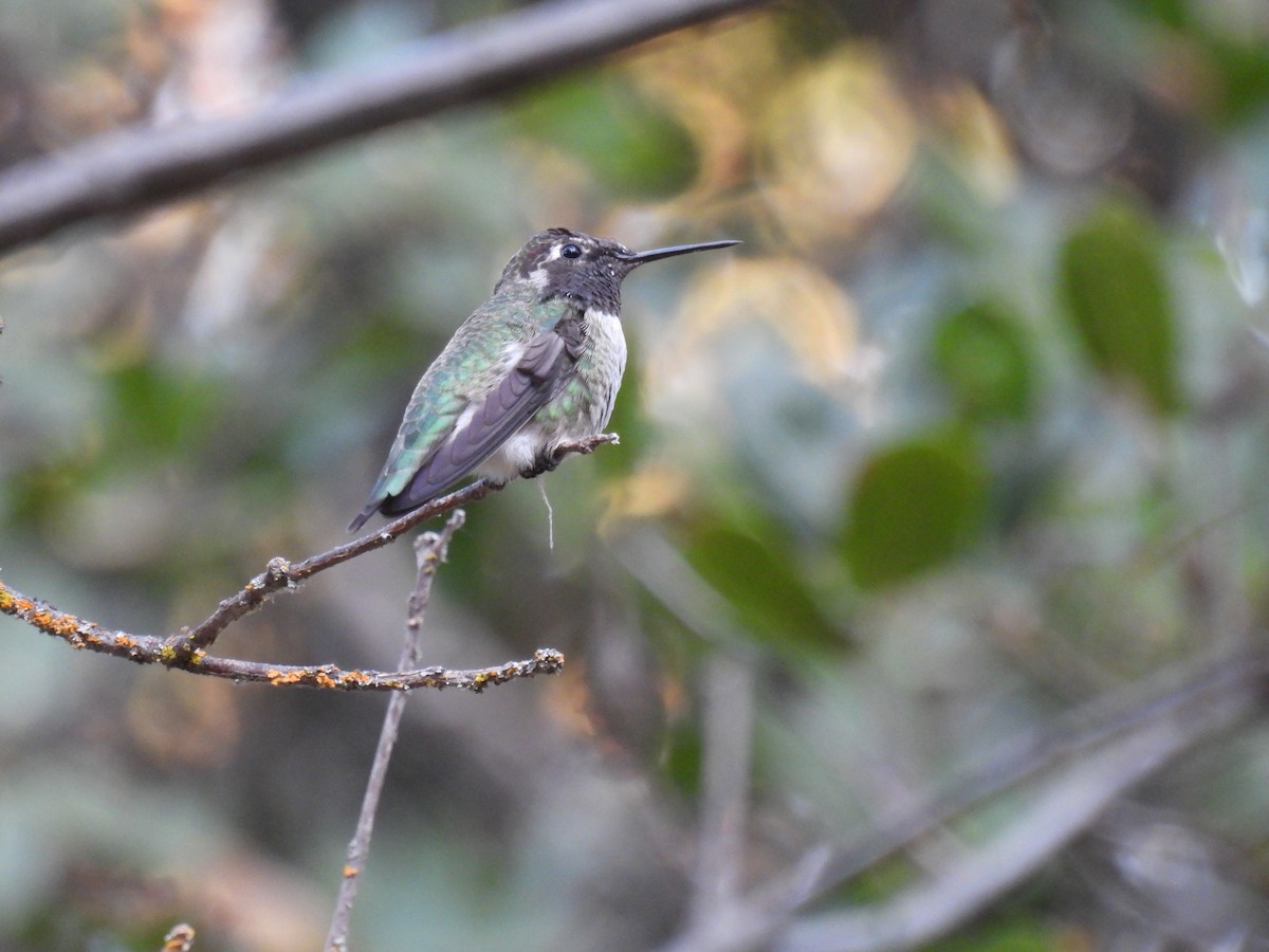 Anna's Hummingbird - ML624105059