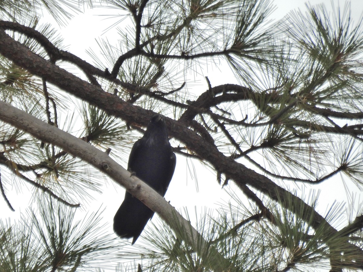 Common Raven - ML624105063