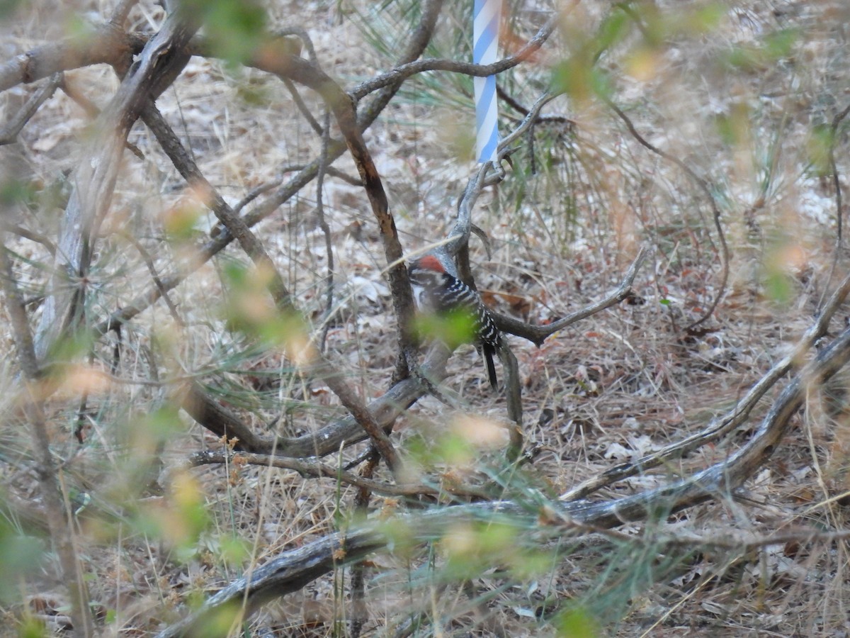 Nuttall's Woodpecker - ML624105067